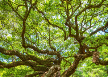 Open modules rouw en ouderdom