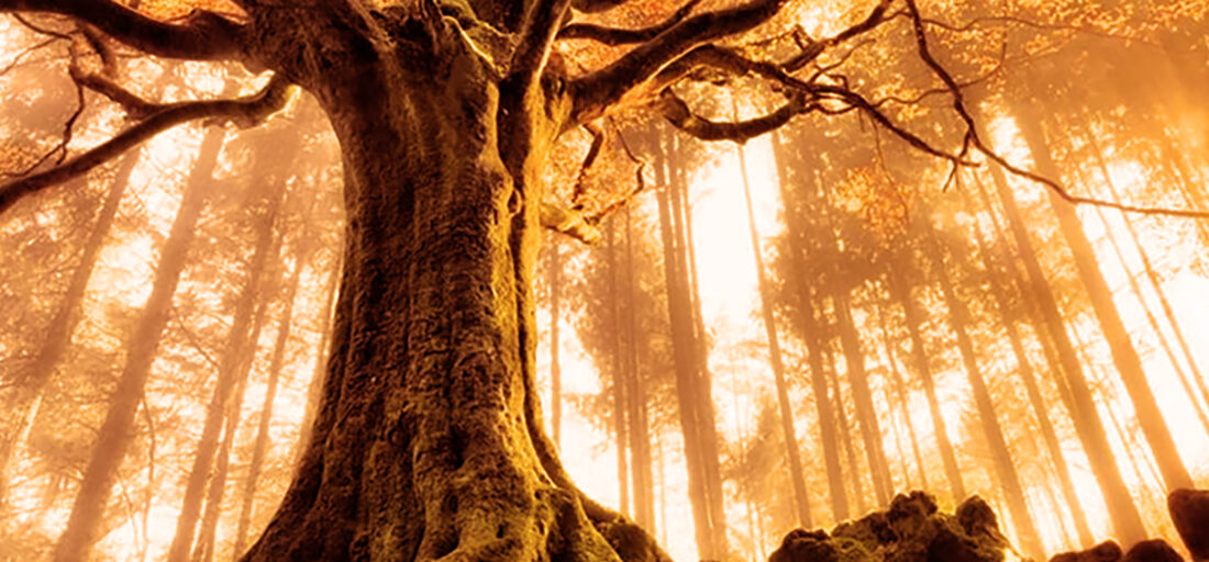 Tree of life omringt met andere bomen waar de zon doorheen schijnt