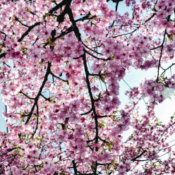 De tussenruimte voor Pasen