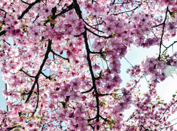 De tussenruimte voor Pasen