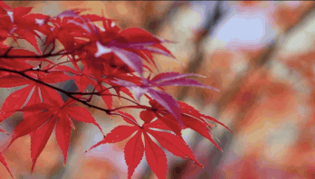 Rode herfstbladeren aan een boom