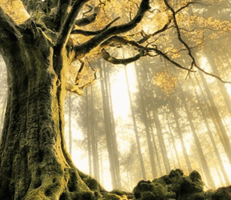 Tree of life omringt met andere bomen waar de zon doorheen schijnt